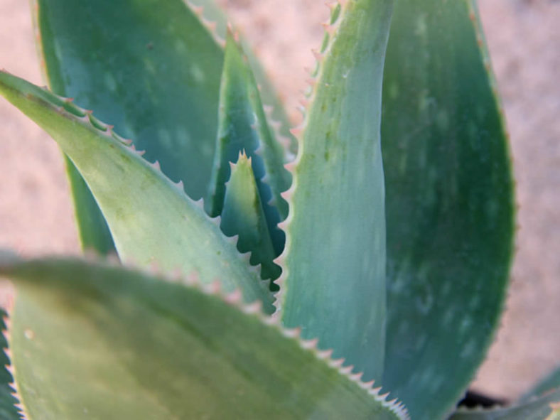 Aloe 'Ghost Aloe' aka Aloe striata 'Ghost Aloe'