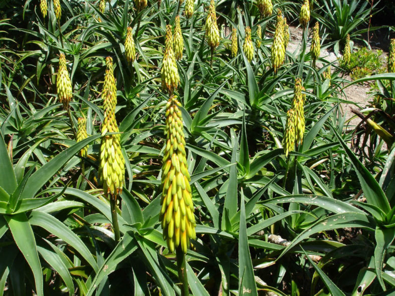 Aloiampelos striatula (Hardy Aloe) aka Aloe striatula