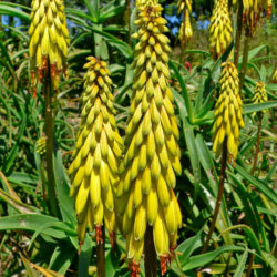 Aloiampelos striatula (Hardy Aloe) aka Aloe striatula