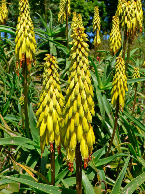 Aloiampelos striatula (Hardy Aloe) aka Aloe striatula