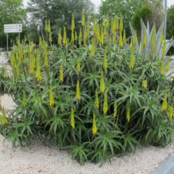Aloiampelos striatula (Hardy Aloe) aka Aloe striatula