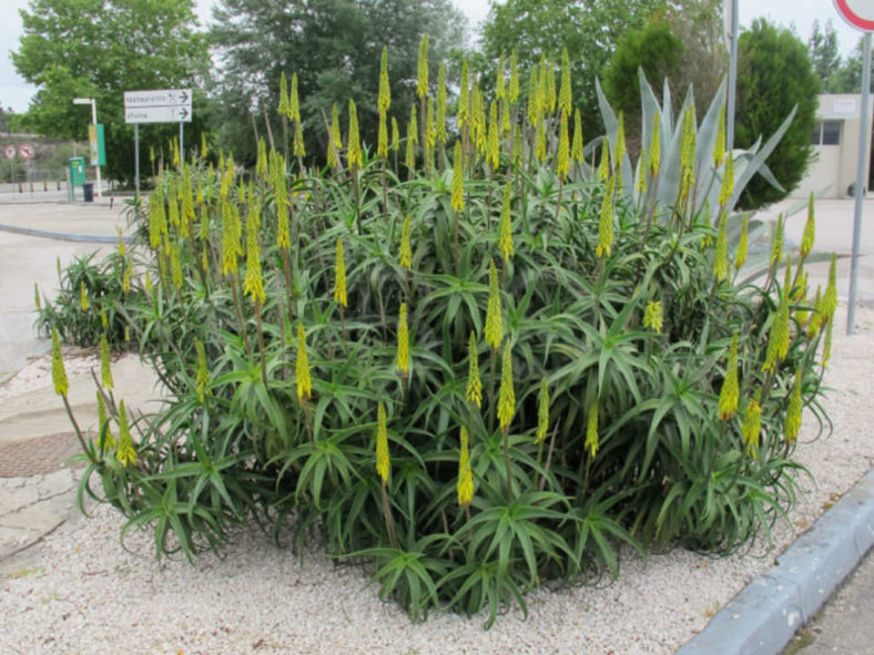 Aloiampelos striatula (Hardy Aloe) aka Aloe striatula