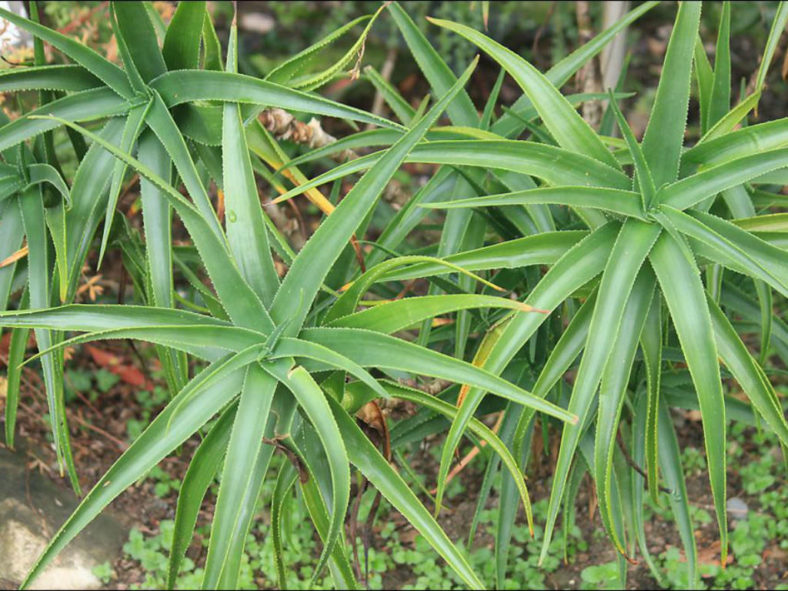 Aloiampelos striatula (Hardy Aloe) aka Aloe striatula