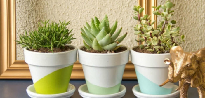 The Best Cacti and Succulents for Your Office Desk - World of Succulents