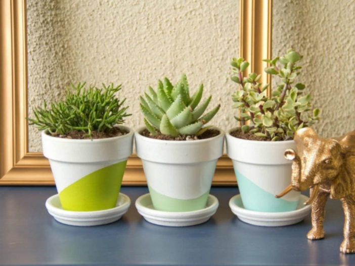 Best Cacti and Succulents for Your Office Desk