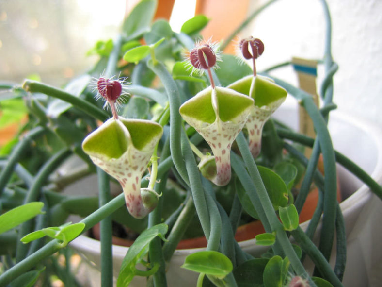 Ceropegia haygarthii - Lantern Flower