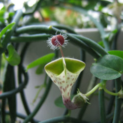 Ceropegia haygarthii - Lantern Flower