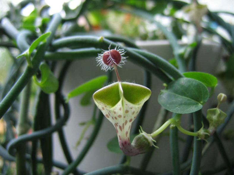 Ceropegia haygarthii - Lantern Flower