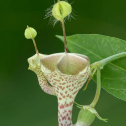 Ceropegia haygarthii - Lantern Flower