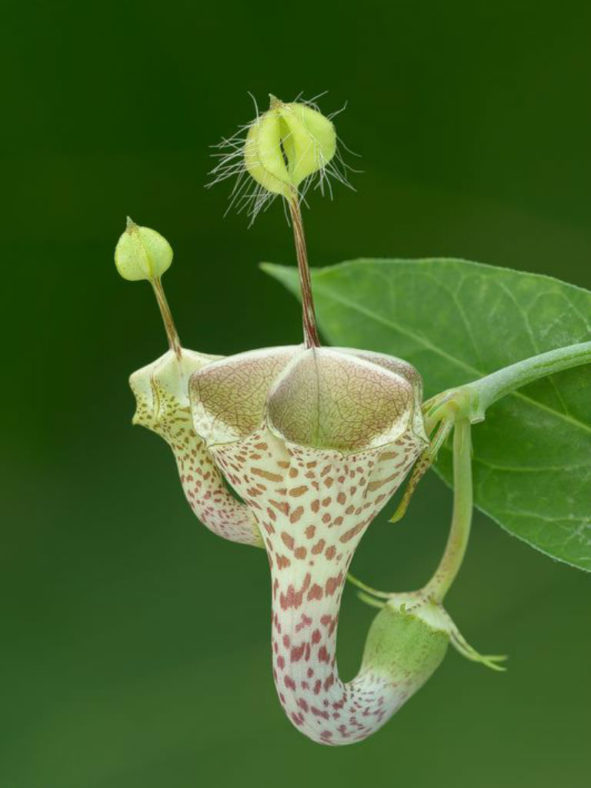 Ceropegia haygarthii - Lantern Flower