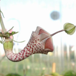 Ceropegia haygarthii - Lantern Flower