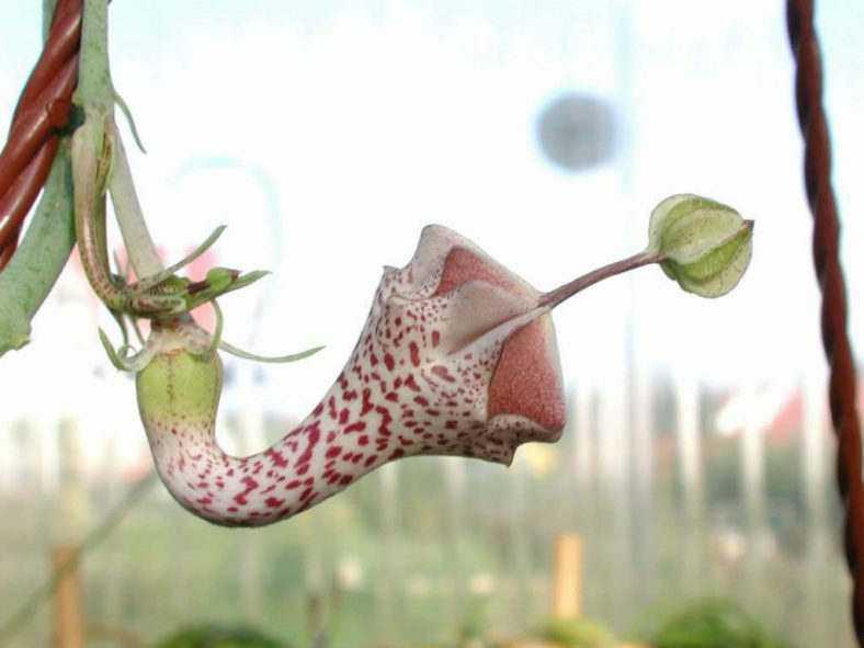 Ceropegia haygarthii - Lantern Flower