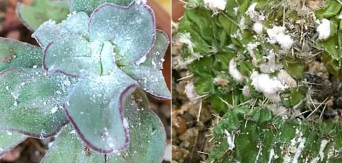 How to Control Mealybugs on Your Succulents - World of Succulents