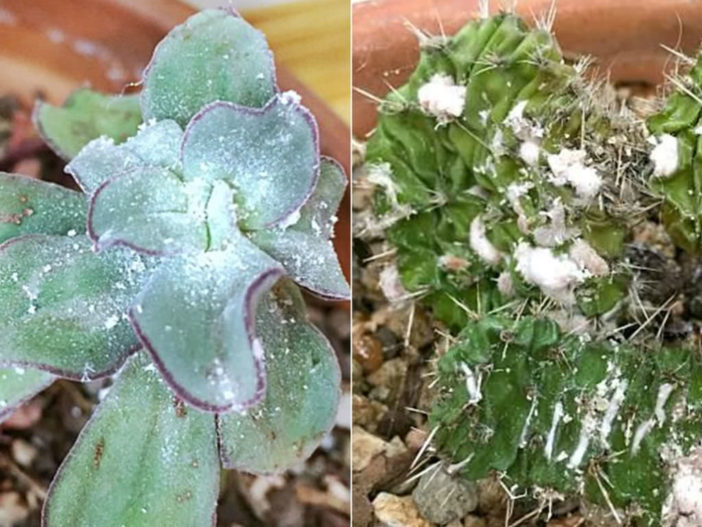 كيفية التحكم في البق الدقيقي على العصارة الخاصة بك Control-Mealy-Bugs-on-Your-Succulents1-702x527