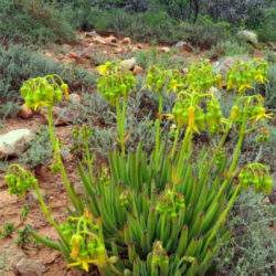 Cotyledon campanulata