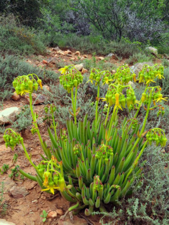 Cotyledon campanulata