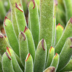 Cotyledon campanulata