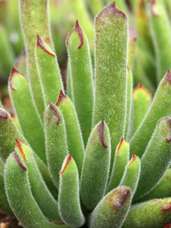 Cotyledon campanulata