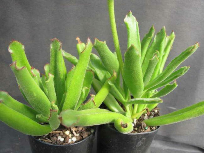 Cotyledon campanulata