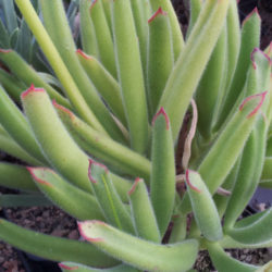 Cotyledon campanulata
