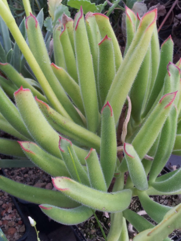 Cotyledon campanulata