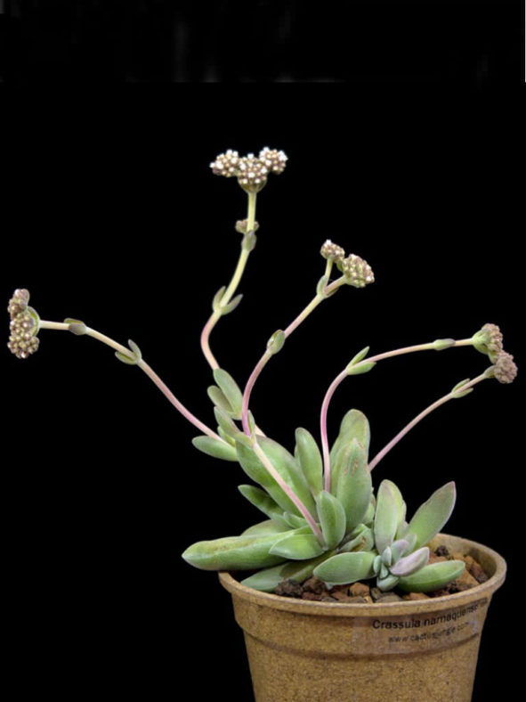 Crassula namaquensis (Namaqua Crassula)