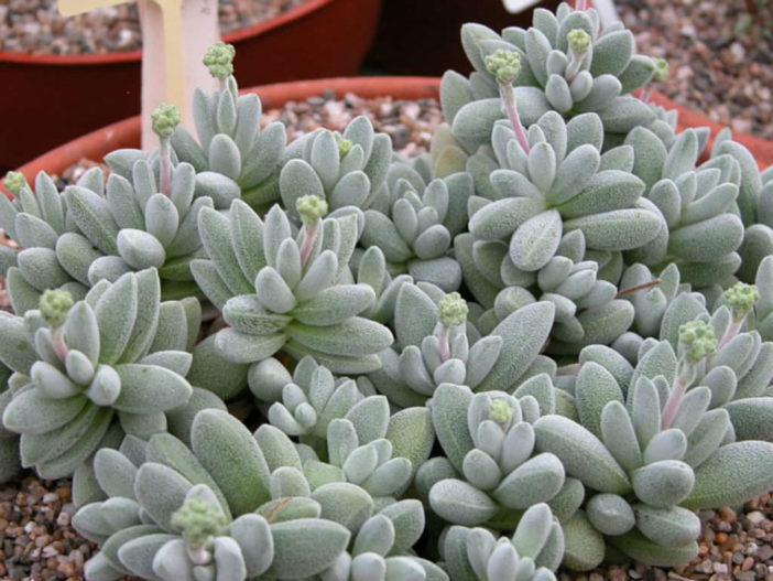 Crassula namaquensis (Namaqua Crassula)