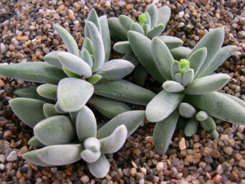 Crassula namaquensis (Namaqua Crassula)