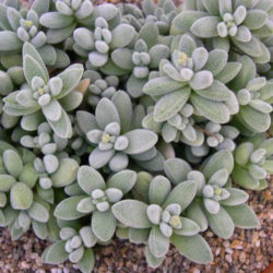 Crassula namaquensis (Namaqua Crassula)
