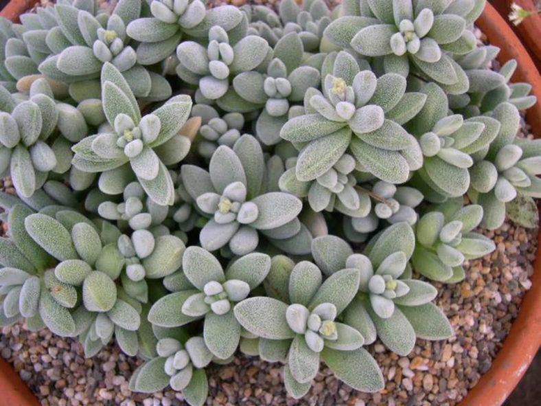 Crassula namaquensis (Namaqua Crassula)