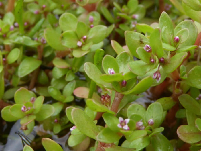 Crassula natans (Floating Pigmyweed)