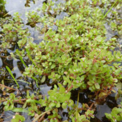 Crassula natans (Floating Pigmyweed)