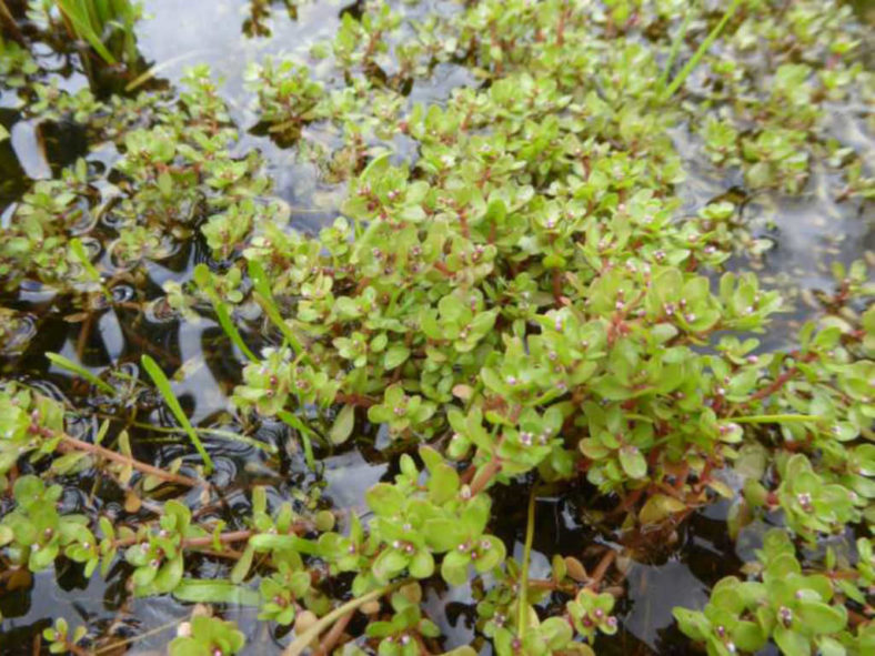 Crassula natans (Floating Pigmyweed)