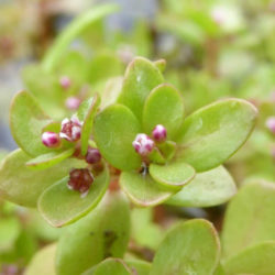 Crassula natans (Floating Pigmyweed)