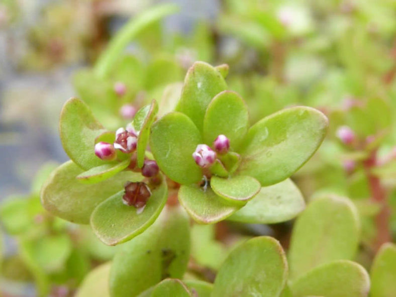 Crassula natans (Floating Pigmyweed)