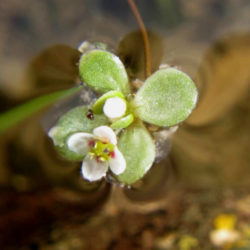 Crassula natans (Floating Pigmyweed)