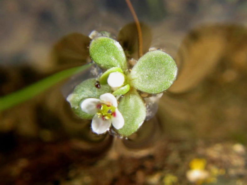 Crassula natans (Floating Pigmyweed)