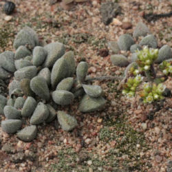 Crassula obovata var. dregeana - Hairy Crassula