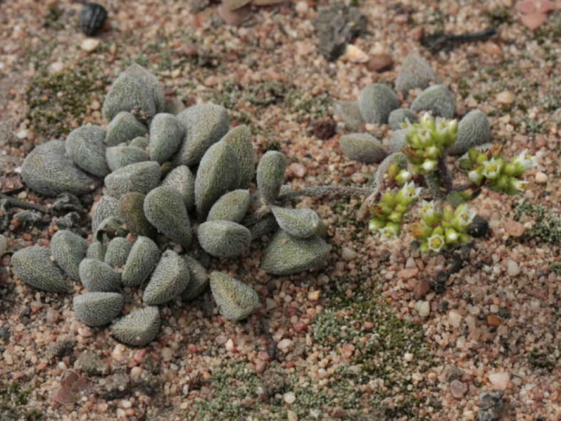 Crassula obovata var. dregeana - Hairy Crassula
