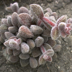 Crassula obovata var. dregeana - Hairy Crassula