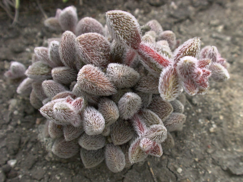 Crassula obovata var. dregeana - Hairy Crassula
