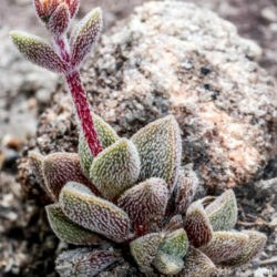 Crassula obovata var. dregeana - Hairy Crassula