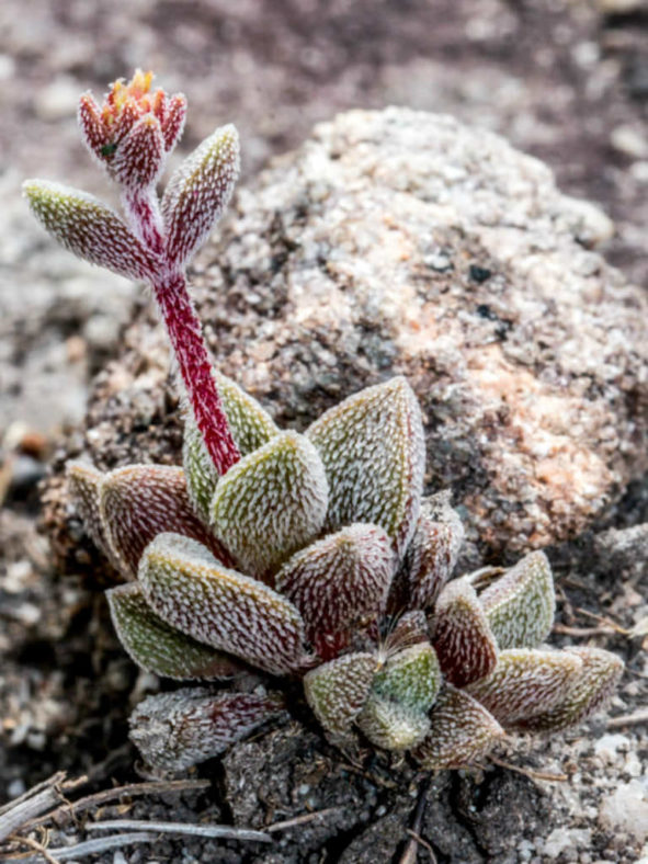 Crassula obovata var. dregeana - Hairy Crassula