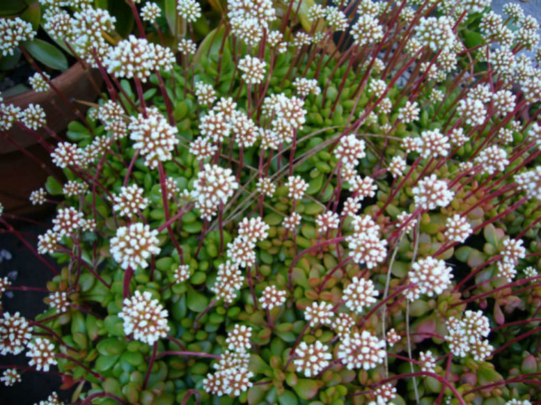 Crassula pubescens subsp. radicans (Red Carpet) aka Crassula radicans