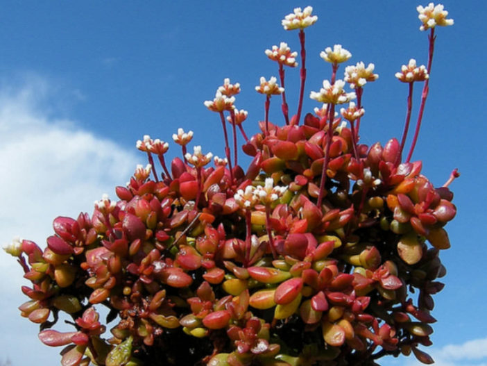 Crassula pubescens subsp. radicans (Red Carpet) aka Crassula radicans