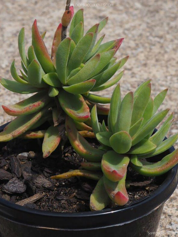 Crassula pubescens subsp. rattrayi, commonly known as Bear Paw Jade or Red Carpet