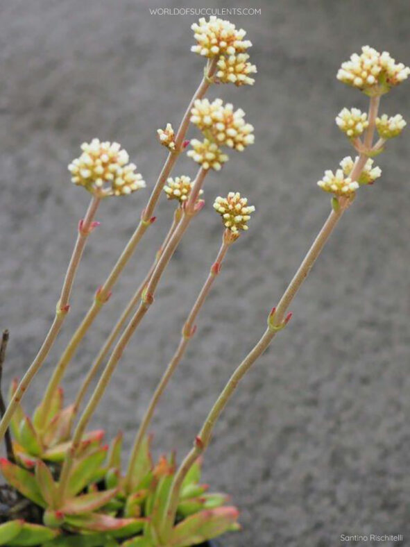 Inflorescences of Crassula pubescens subsp. rattrayi, commonly known as Bear Paw Jade or Red Carpet