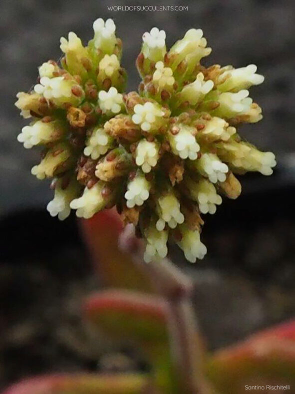 Flower cluster of Crassula pubescens subsp. rattrayi, commonly known as Bear Paw Jade or Red Carpet