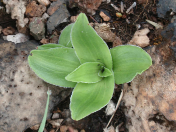 Crassula vaginata (Yellow Crassula)