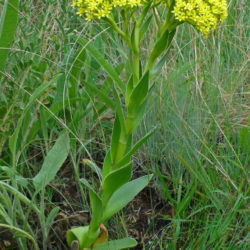 Crassula vaginata (Yellow Crassula)